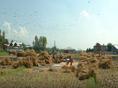 
      
      Govt procures paddy worth Rs 11,099 crore in Kharif marketing...
      
      