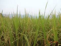 
      
      Haryana: Over 74.83 lakh metric tonnes of paddy arrive in...
      
      