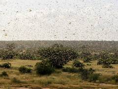 
      
      Pak declares national emergency to combat locusts
      
      
