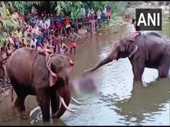 
      
      Immediate cause of death of Kerala elephant was drowning...
      
      