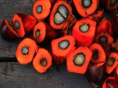 
      
      Vitamin E extracted from palm oil useful in boosting immune...
      
      