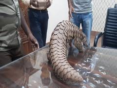 
      
      Pangolin rescued from smugglers, released in forest area in...
      
      