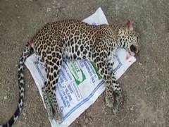 
      
      Rajasthan: Panther dies in road accident in Sirohi
      
      