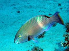 
    Populations of parrotfish thrive more in contrast with other aquatic species: Study
    