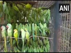 
      
      WB: 2 men held for smuggling birds, 524 parrots recovered
      
      