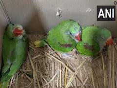 
      
      Maharashtra: Five held for smuggling endangered birds,...
      
      