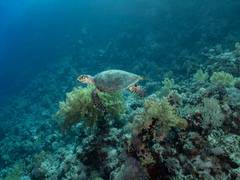 
      
      Researchers trace source of nitrogen pollution affecting reef
      
      