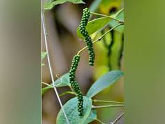 
      
      Pepper trade resumes in Kochi amid COVID-19 lockdown
      
      