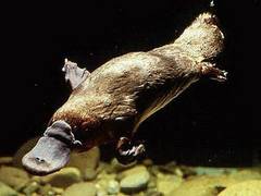 
      Droughts may push Platypuses to extinction: Study
      