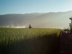 
      
      Study finds common pesticide may contribute to global obesity...
      
      