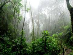 
      
      Amazon rainforest is losing resilience, reveals new research
      
      