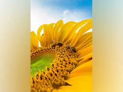 
      
      Honeybee health can be measured through DNA contained in honey
      
      