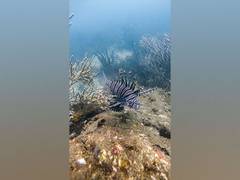 
      More species threatened with extinction than previously thought
      