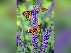 
      
      Monarch butterfly population currently thriving
      
      