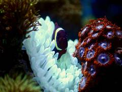 
      
      Artificial intelligence learns the'song' of coral reefs
      
      