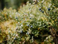 
    Wild blueberry fields experience warming differently
    
