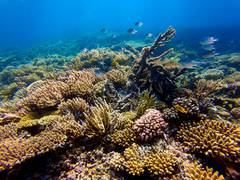 
      
      Mangrove and reef restoration delivers positive returns: Study
      
      