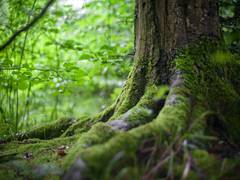 
      
      Study: Invasive species are gaining charge over American forests
      
      