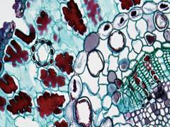 
      
      Use of a new cell delivery method  to help cells stick
      
      