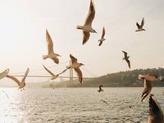 
      
      Greater levels of biodiversity can reduce extinction risk in...
      
      