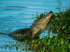 
      
      Researchers discover crocodile evolution rebooted by Ice Age...
      
      