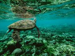 
      
      Novel study reveals litter provides habitat for diverse...
      
      