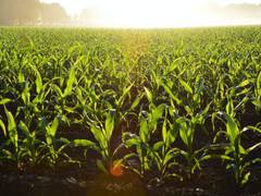 
      
      Study explores link between agriculture, greenhouse gas emissions
      
      