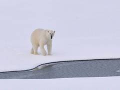 
      
      Polar bears of Greenland
      
      