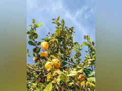 
      
      Study: Eating more fruits keeps depression at bay
      
      