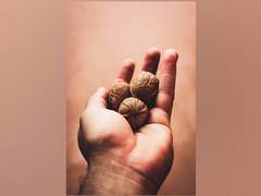 
      
      Study reveals walnuts helpful in cardiovascular disease
      
      