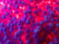 
      
      Usage of microbes linked to making supercharged rocket fuel
      
      