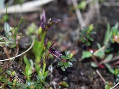
      
      Rare orchid species Liparis Pygmaea found in Uttarakhand
      
      