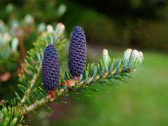 
      
      Study of pine pollen reveals nanofoams are key to survive...
      
      