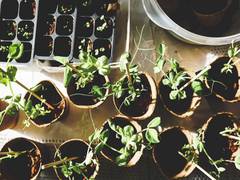 
      
      Scientists discover a new gene to protect plants from diseases
      
      