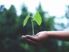 
      
      Here's how plants protect themselves from sun damage
      
      