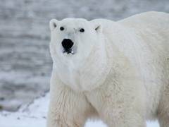 
      
      Population of polar bears under threat due to warming Arctic
      
      