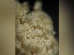 
    Study discusses correlation between allergy seasons, pollens
    