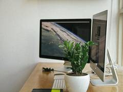 
    A desktop plant can be a workplace stress-buster: Study
    