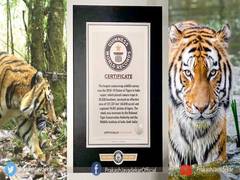 
      
      India's tiger census sets Guinness record for being largest...
      
      
