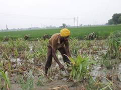 
      
      Farm loan waivers no panacea for farmers' distress: Report
      
      