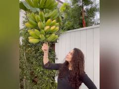 
      
      Preity Zinta shows her 'ghar ki kheti' to fans
      
      