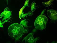 
      
      Study unveils mystery behind clinging of developing cells together
      
      