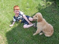 
    Pet dogs may improve social-emotional development in young children
    