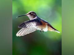 
      
      Birds figure out how to dodge butterflies, similar species: Study
      
      