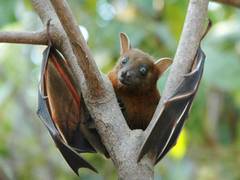 
      
      Study finds bats are kings of small talk
      
      