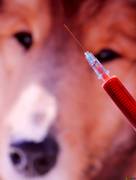 
      
      Public should seek medical help if they suspect rabies...
      
      