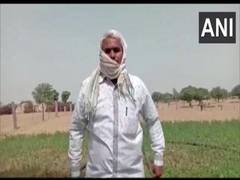 
      
      Locust attack in Rajasthan village, farmer says crops destroyed
      
      