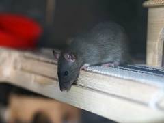 
    Research team finds effect of odour on helpfulness in rats
    