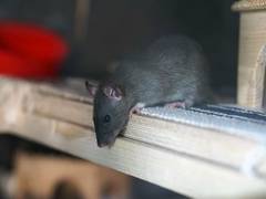 
      
      Spatial memory in rats can be improved with high-intensity...
      
      