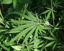 
      
      How safe is it to consume marijuana?
      
      